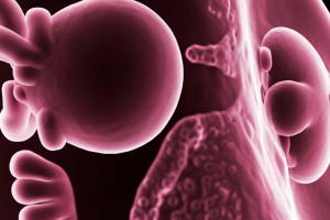 en que consiste la embriodonacion